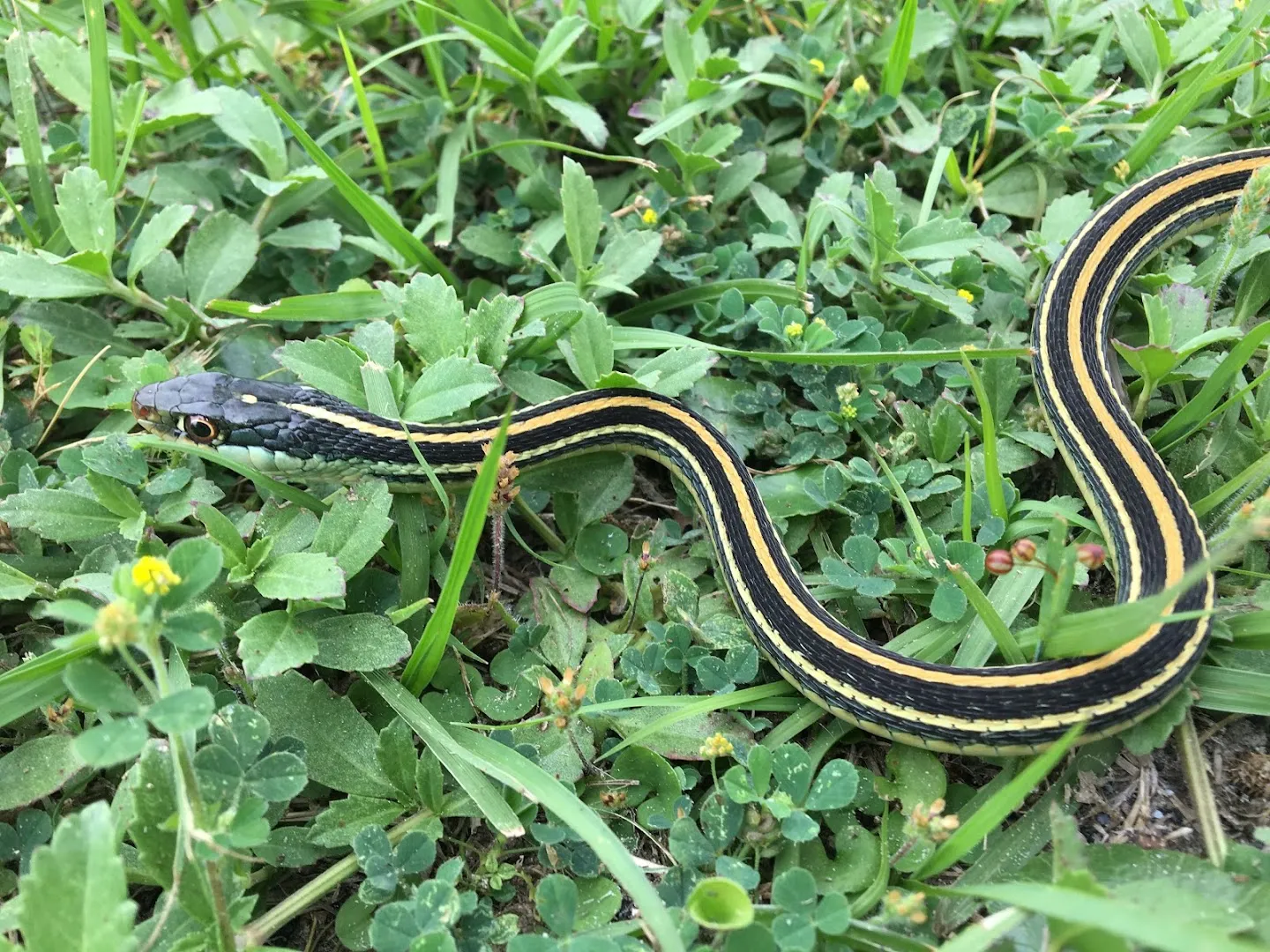 A 1 Pest Control in New Braunfels, TX — business photo 5