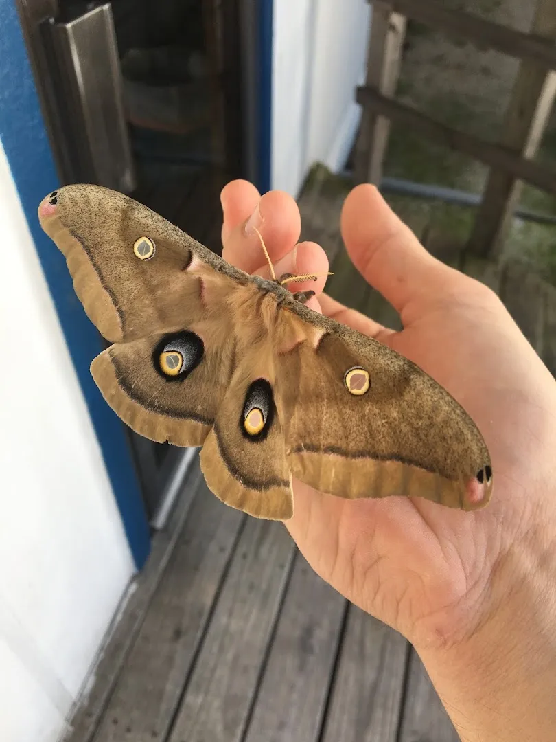A 1 Pest Control in New Braunfels, TX — business photo 6