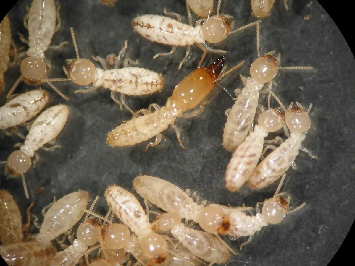 A American Pest Control in Houston, TX — business photo 3