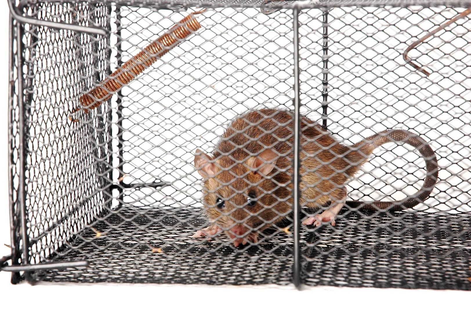 A Plus Pest Management in San Antonio, TX — business photo 5