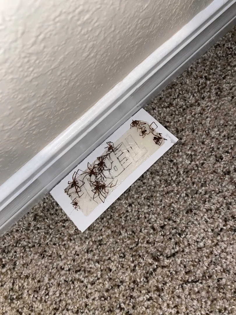 A Star Pest Control in Canyon, TX — business photo 2