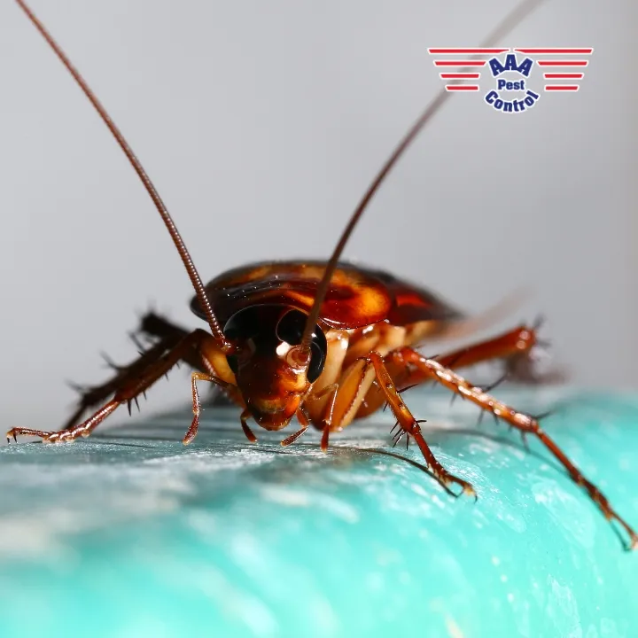 AAA Pest Control Inc in El Paso, TX — business photo 4
