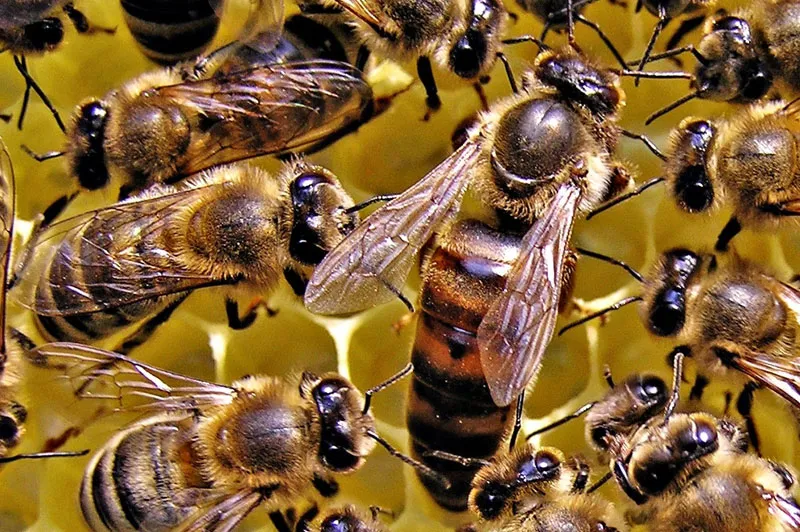 ABC Insect Control in Edinburg, TX — business photo 3