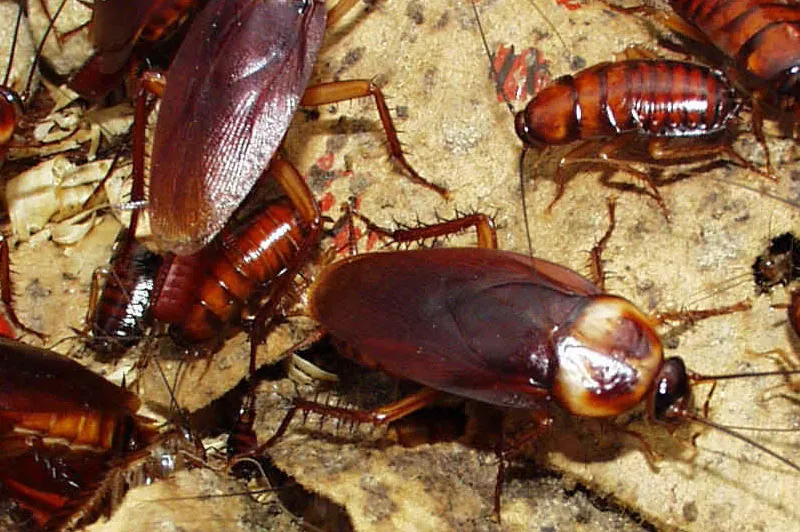 ABC Insect Control in Edinburg, TX — business photo 4