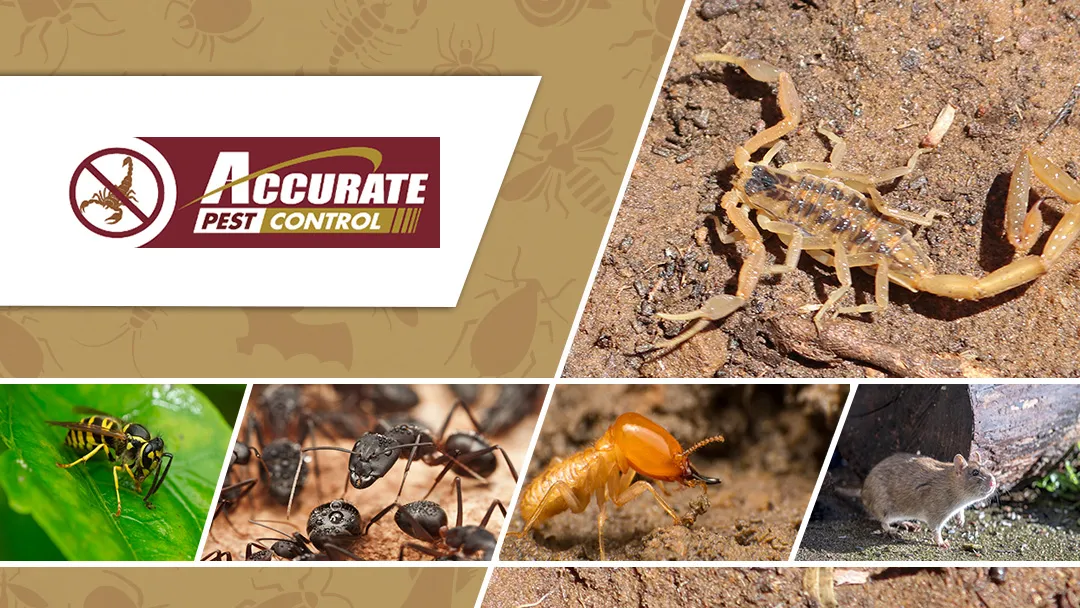 Accurate Pest Control in San Antonio, TX — business photo 5