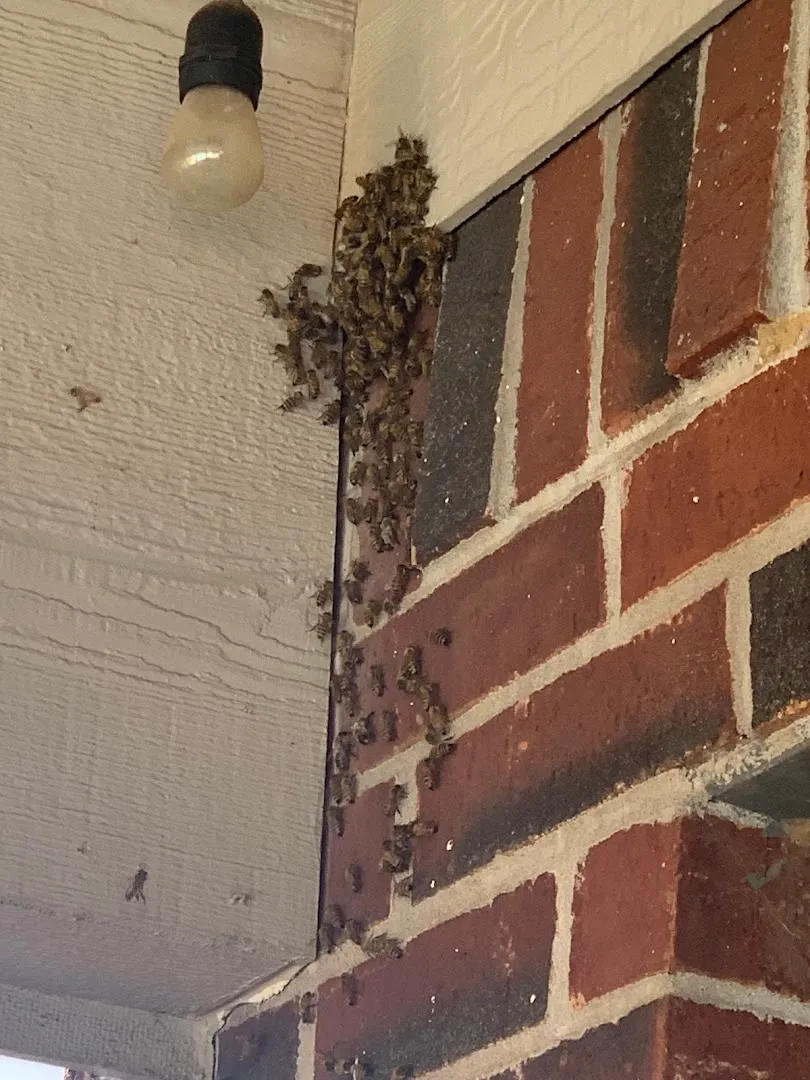 ACTION PEST SERVICES in Fort Worth, TX — business photo 2