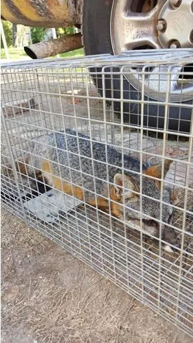 Action Services WildLife & Pest Control in Waco, TX — business photo 3