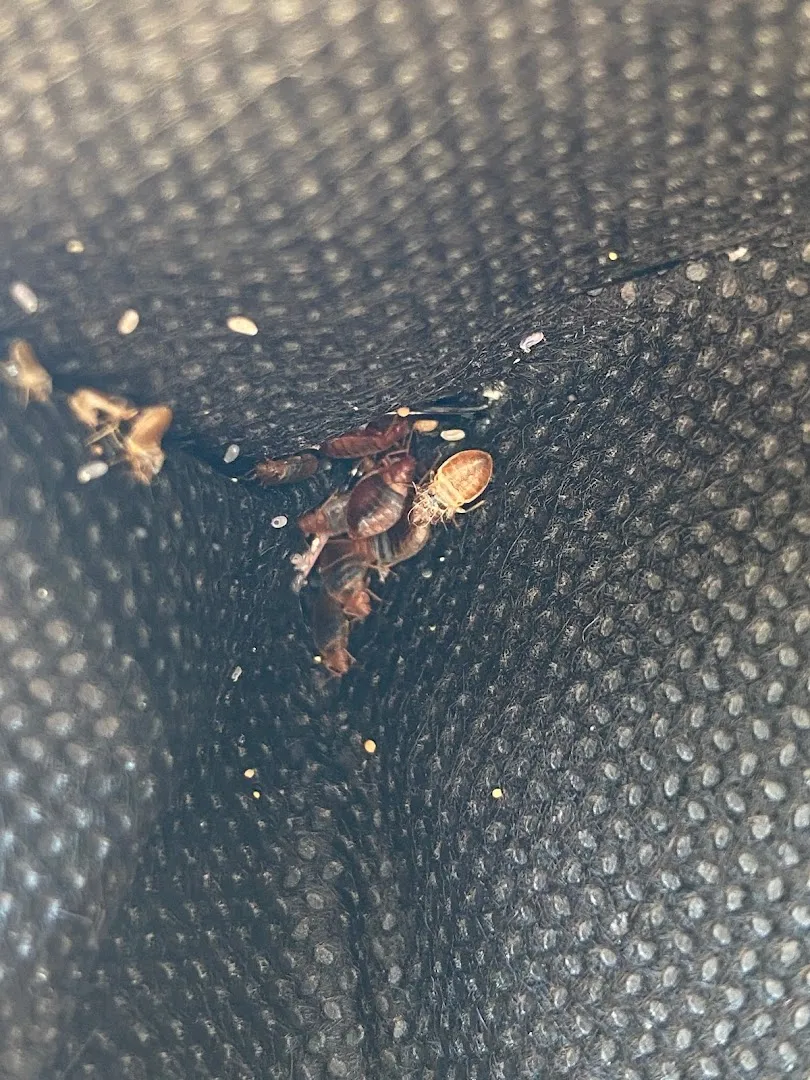 Advanced Bed Bugs & Pest Services in Fort Worth, TX — business photo 2