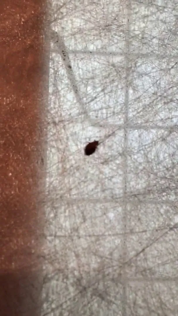 Advanced Bed Bugs & Pest Services in Fort Worth, TX — business photo 3