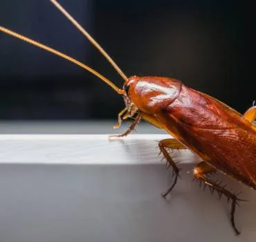 Advanced Pest Control in Canyon, TX — business photo 2