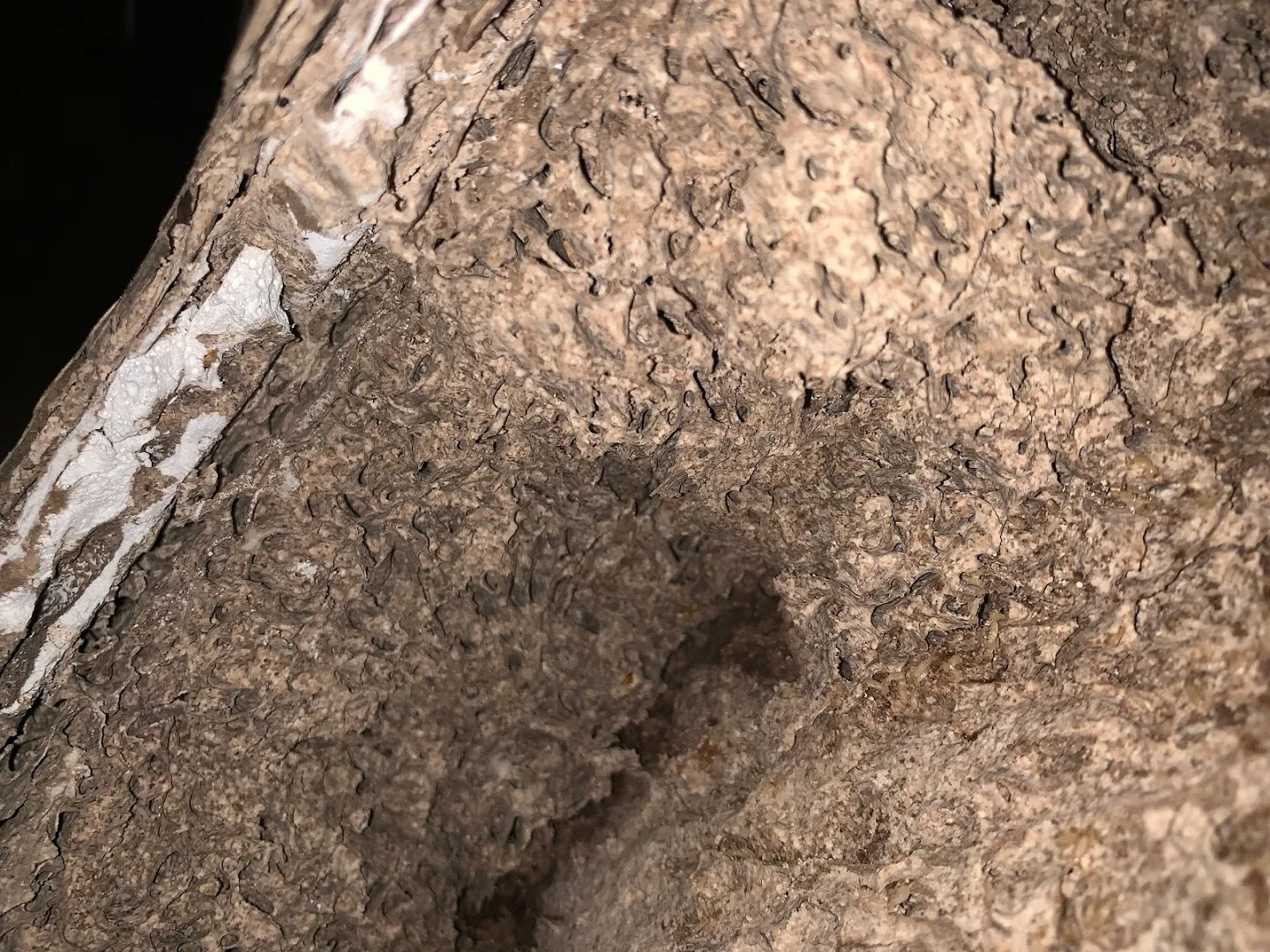 Action Termite and Pest Control LLC — pest control in Canyon, RANDALL County, TX