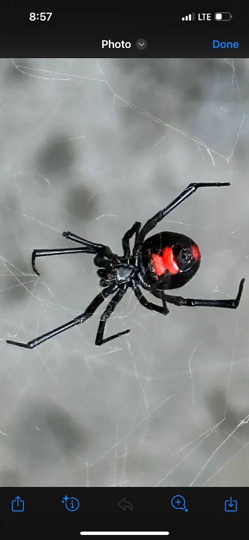 All American Pest Mosquito and Lawn in Angleton, TX — business photo 2