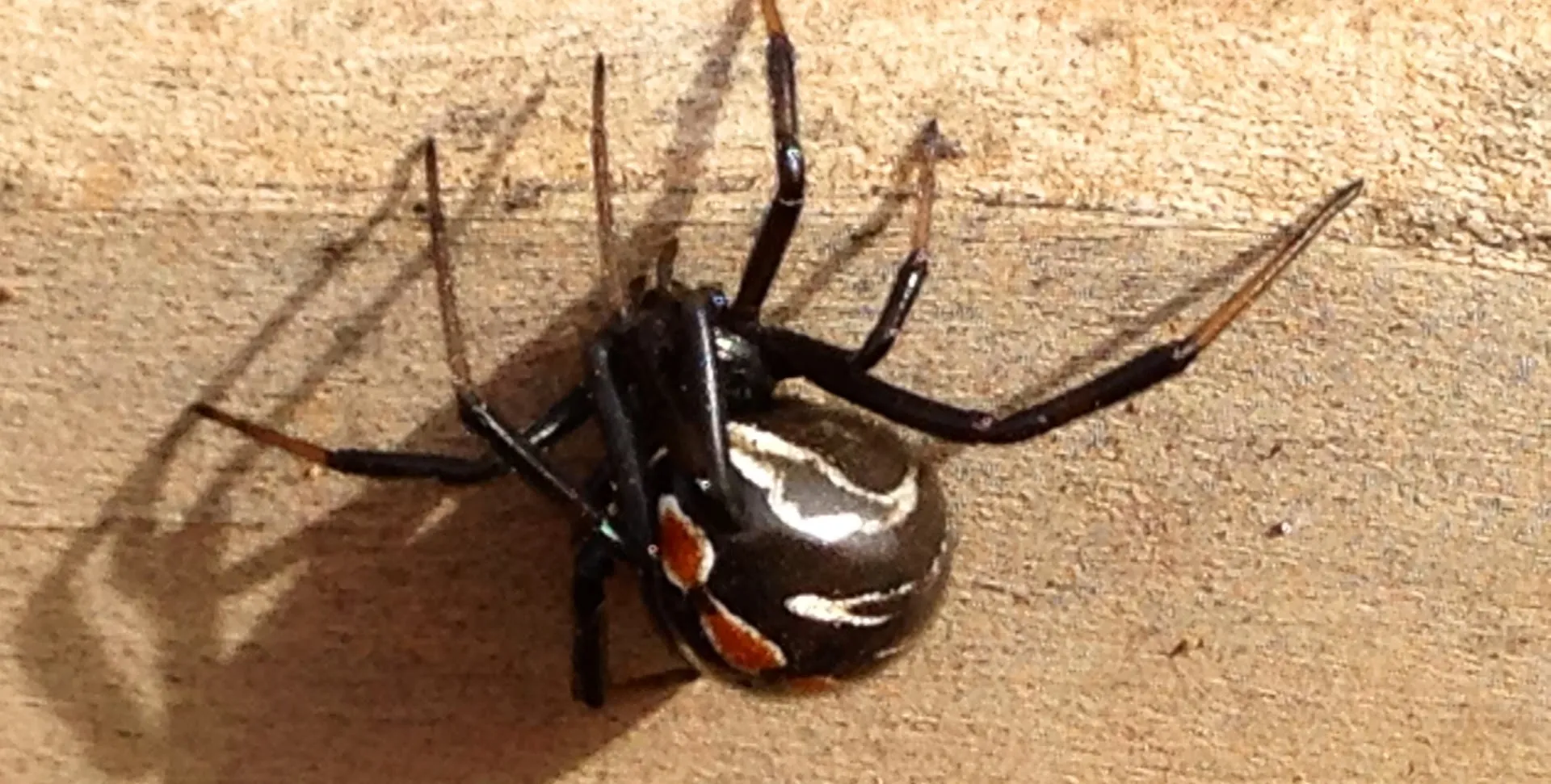 All Pro Pest Control in Amarillo, TX — business photo 3