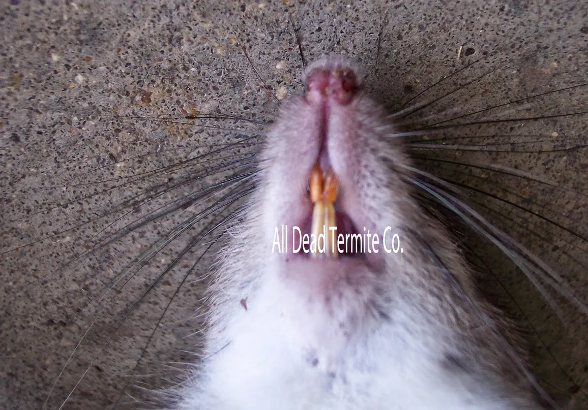 All Dead Termite Co. in Fort Worth, TX — business photo 3
