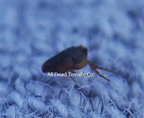 All Dead Termite Co. in Fort Worth, TX — business photo 5