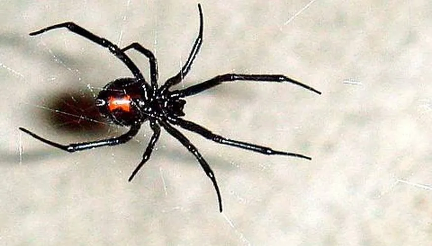 All Star Pest Control & Services — pest control in Fort Worth, TARRANT County, TX