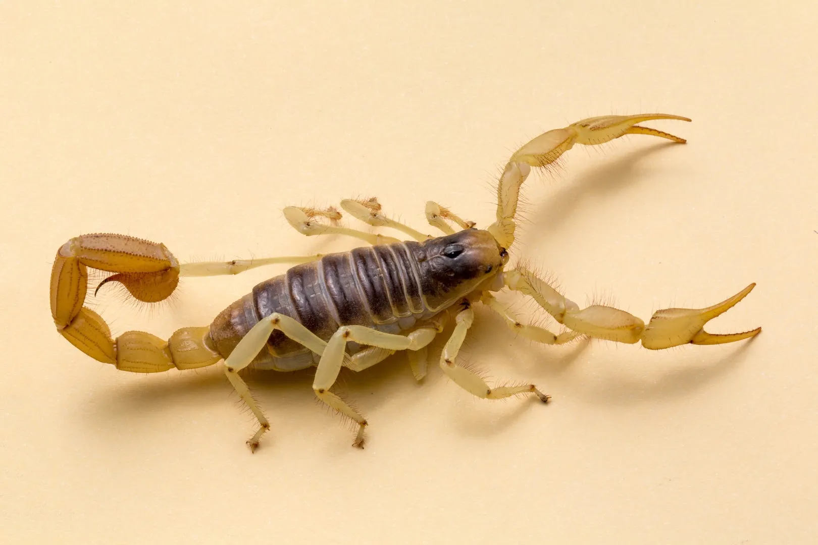 All Star Pest Control & Services in Fort Worth, TX — business photo 3