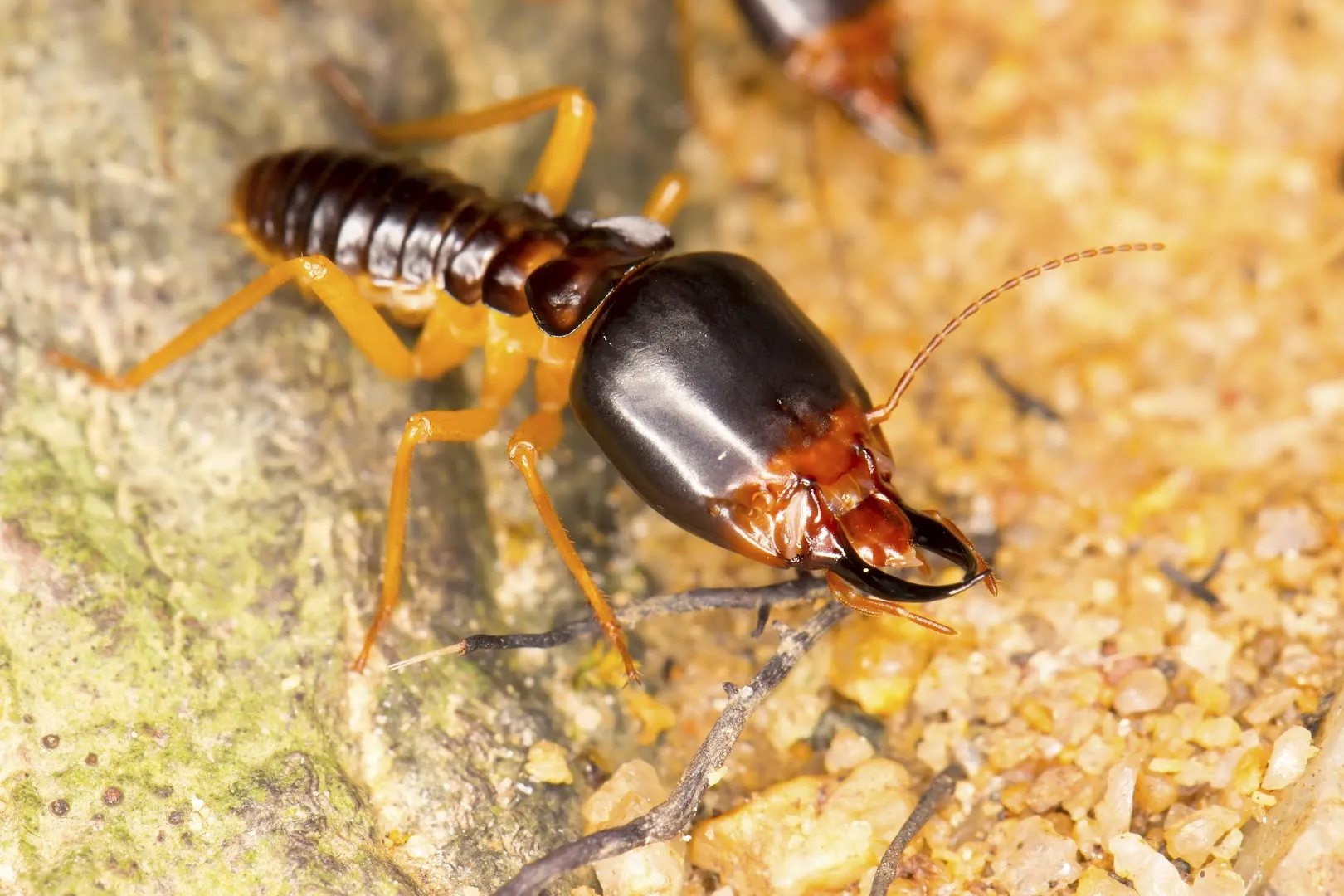 All Star Pest Control & Services in Fort Worth, TX — business photo 4