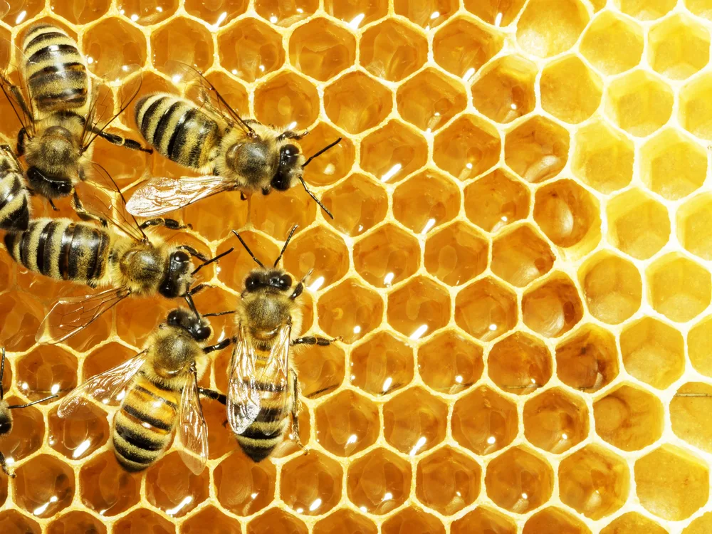 Allen Miller's Bees Be Gone — pest control in Waco, MCLENNAN County, TX