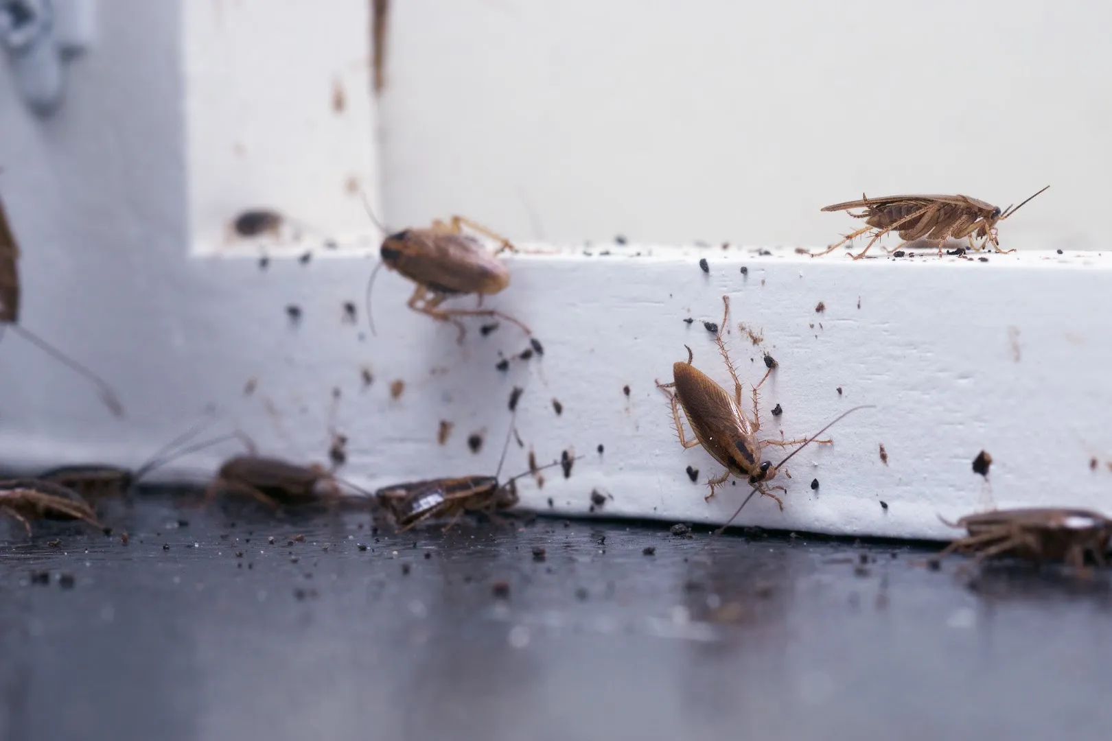 Allstar Pest Control in Bryan, TX — business photo 5