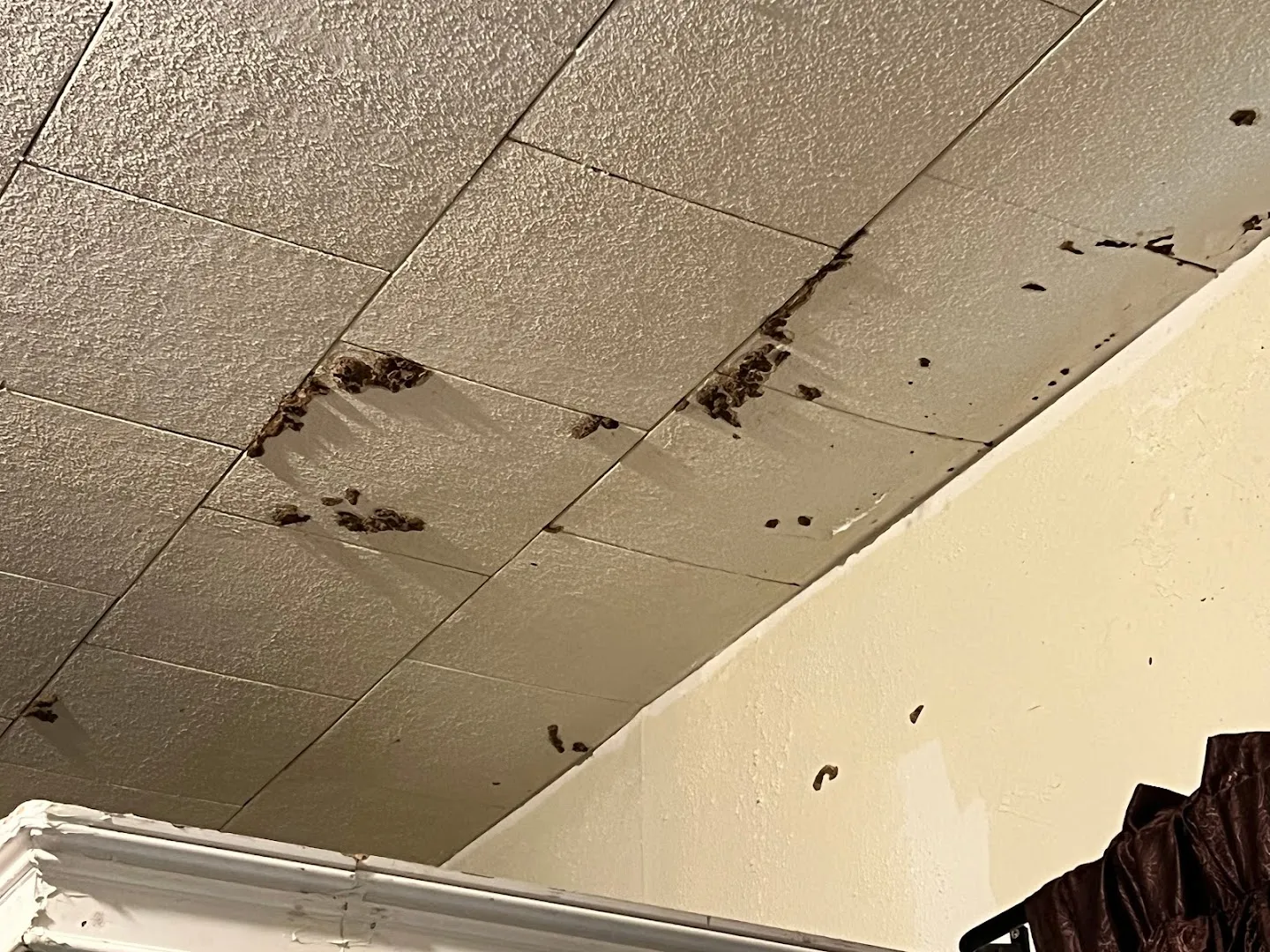 America's Pest Elimination in Houston, TX — business photo 2