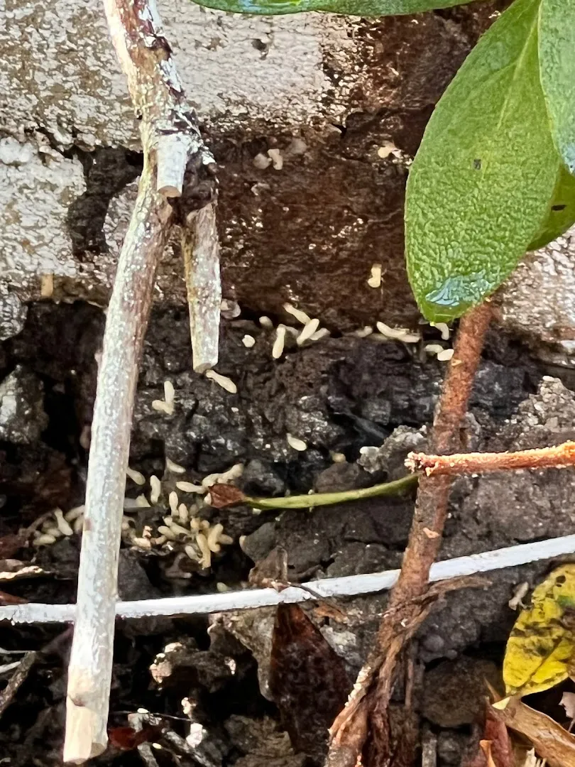 America's Pest Elimination in Houston, TX — business photo 4