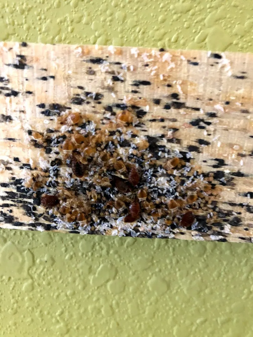 America's Pest Elimination in Houston, TX — business photo 6