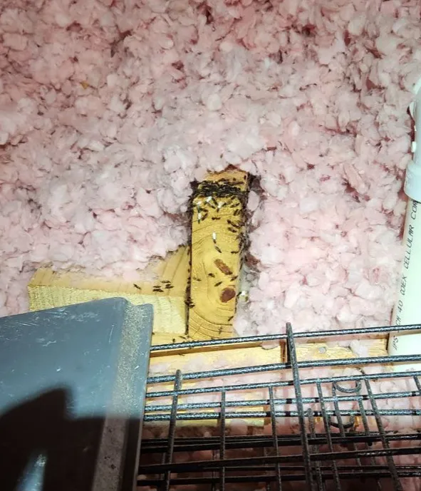 Autry Andress Pest Control in McKinney, TX — business photo 2