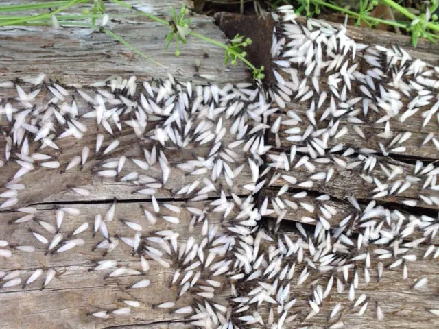 Andy's Pest Troopers in Brownwood, TX — business photo 5