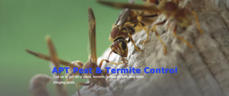 APT Pest Control Inc in Dallas, TX — business photo 4