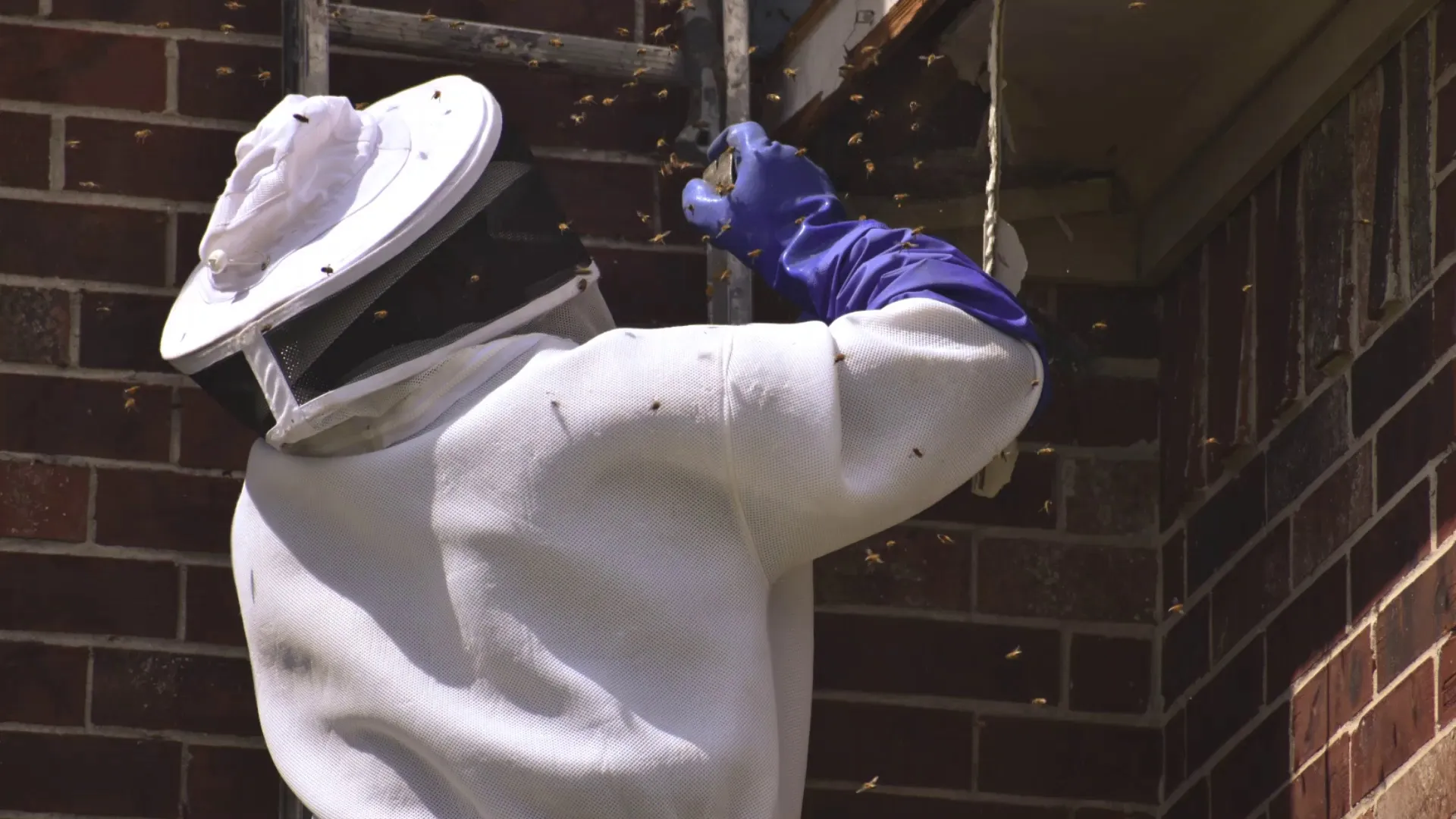 Armor Pest Control in Houston, TX — business photo 3