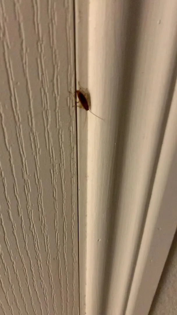 Asash Termite & Pest Control Co., Inc. in Laredo, TX — business photo 5