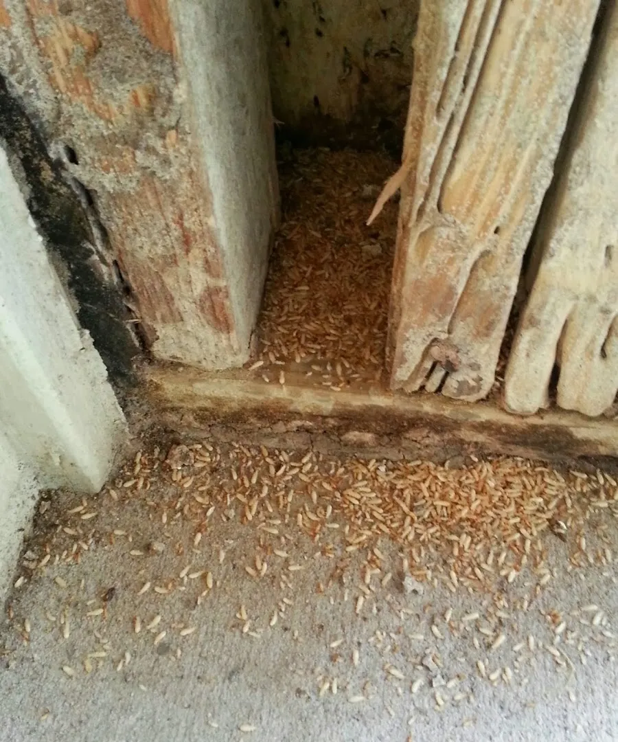 Atascocita Pest Control in Beaumont, TX — business photo 6