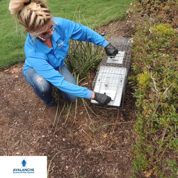 Avalanche Termite & Pest Control Katy in Houston, TX — business photo 2