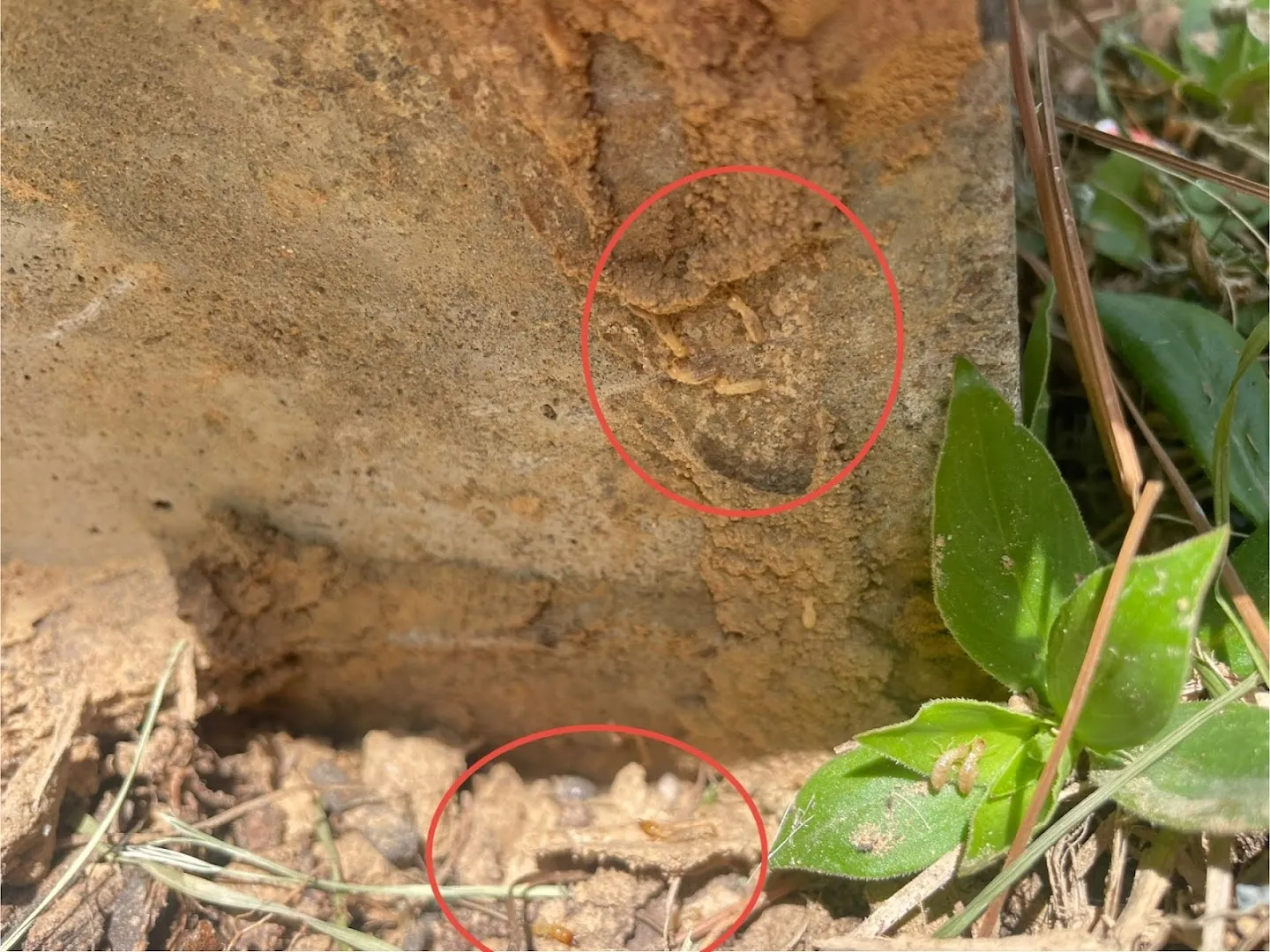 Avalanche Termite & Pest Control Katy in Houston, TX — business photo 6