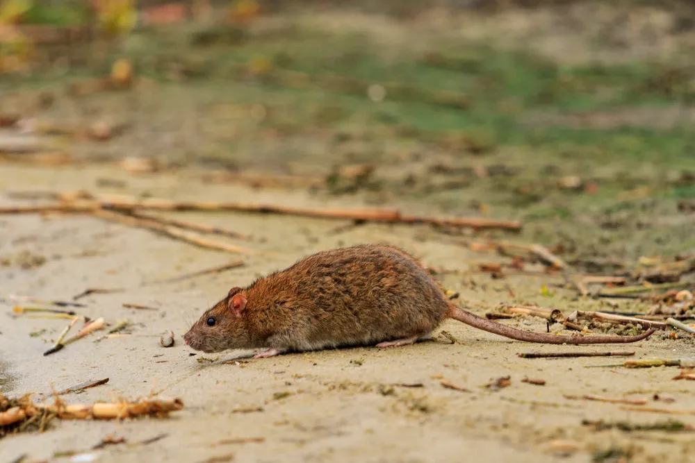 It’s Bugs Or Us Pest Control - Fort Worth in Fort Worth, TX — business photo 6