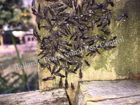 Ballard's Professional Pest Control in Conroe, TX — business photo 4