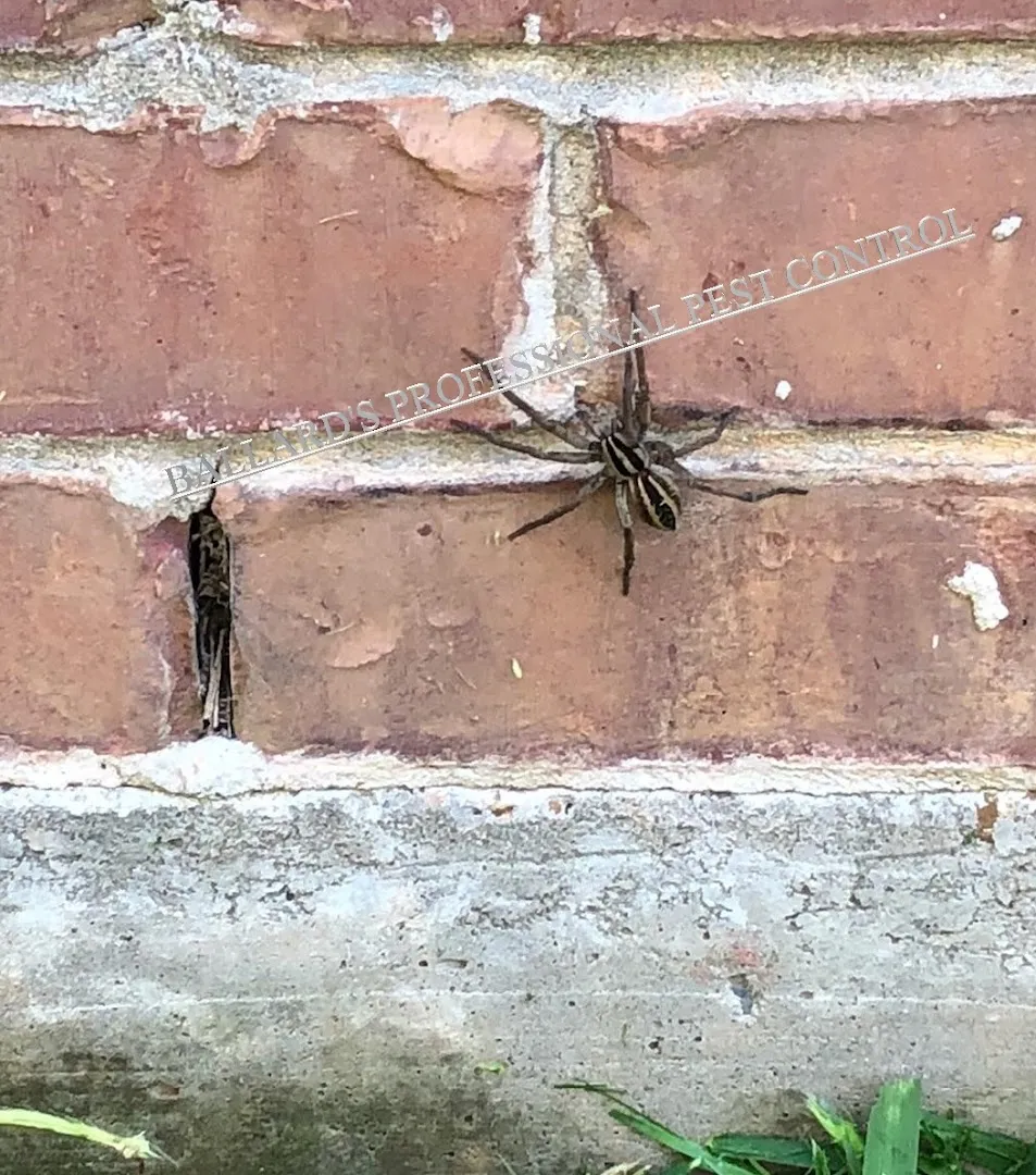 Ballard's Professional Pest Control in Conroe, TX — business photo 5