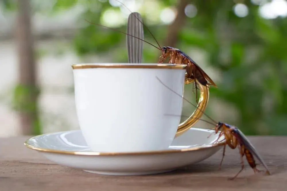 Hargrove Pest & Termite Control in Belton, TX — business photo 4