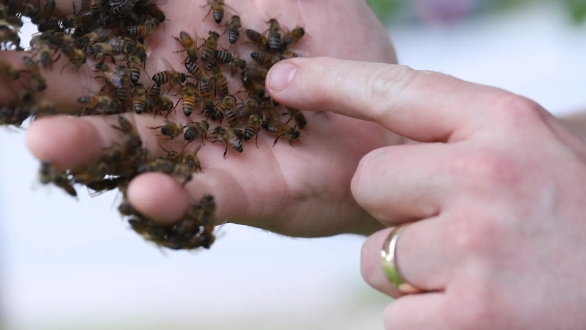 Bee Safe Bee Removal — pest control in Dallas, DALLAS County, TX