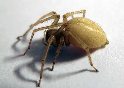 Beeline Pest Control | San Antonio, Texas in San Antonio, TX — business photo 4