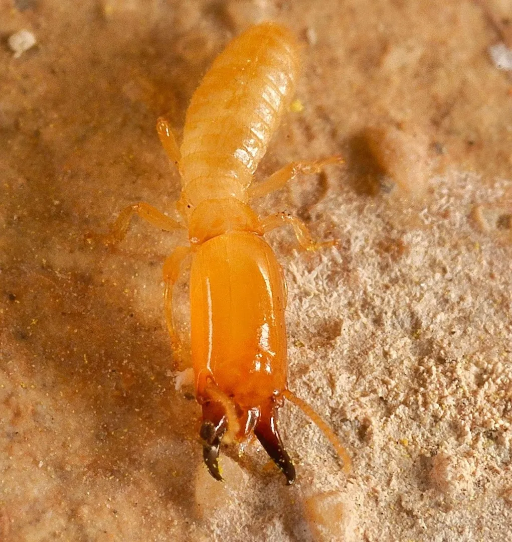 Beeline Pest Control | San Antonio, Texas in San Antonio, TX — business photo 5