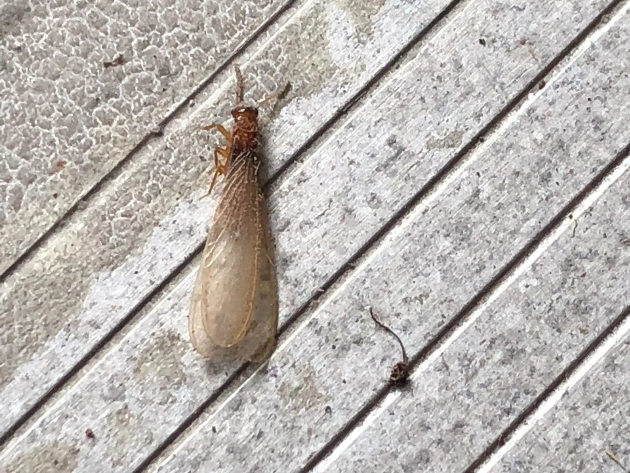 Bug State Pest Control Inc in Houston, TX — business photo 3
