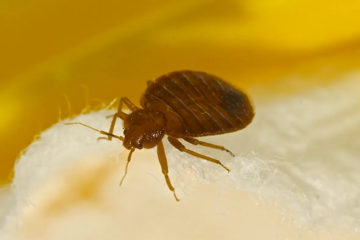 Bug State Pest Control Inc in Houston, TX — business photo 4