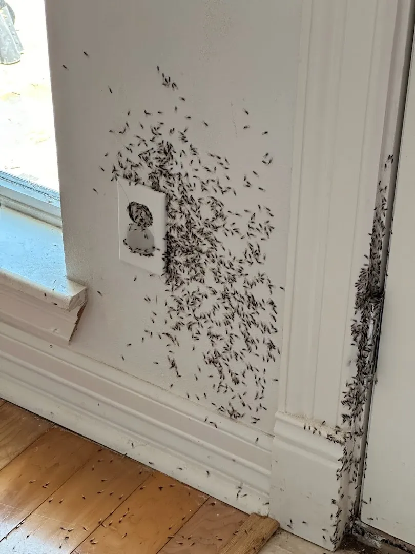 Bug State Pest Control Inc in Houston, TX — business photo 5