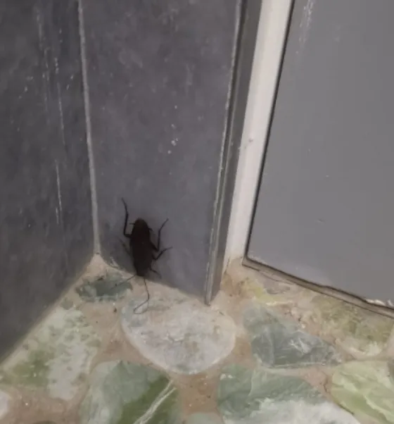 Bomar Pest Control in Houston, TX — business photo 4