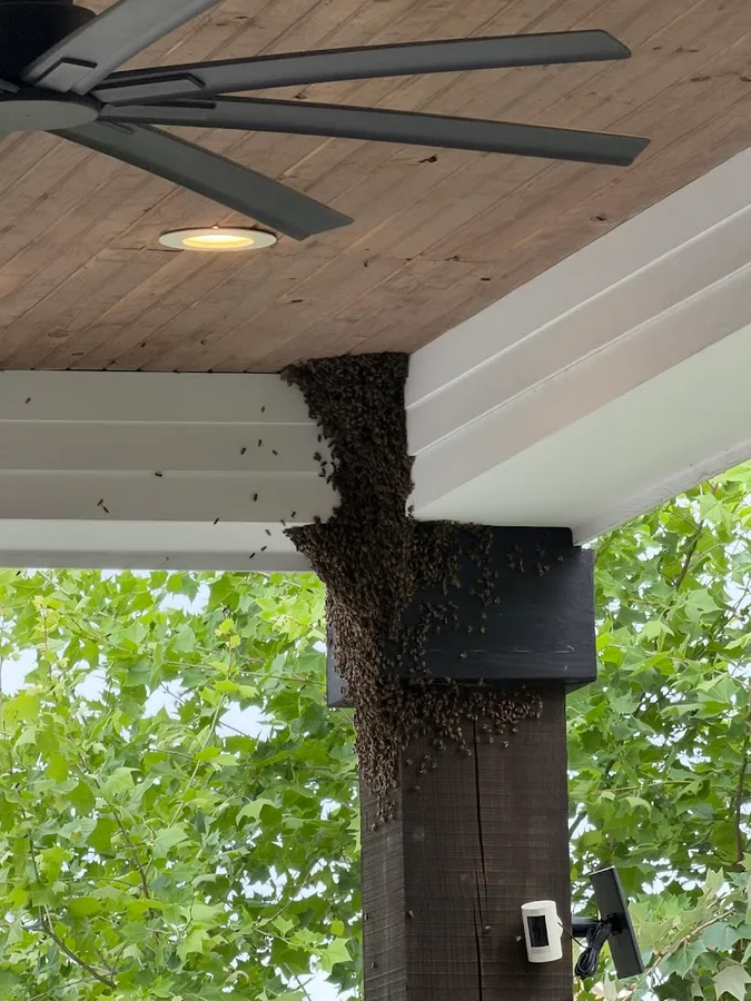 Budget Bee — pest control in Katy, HARRIS County, TX