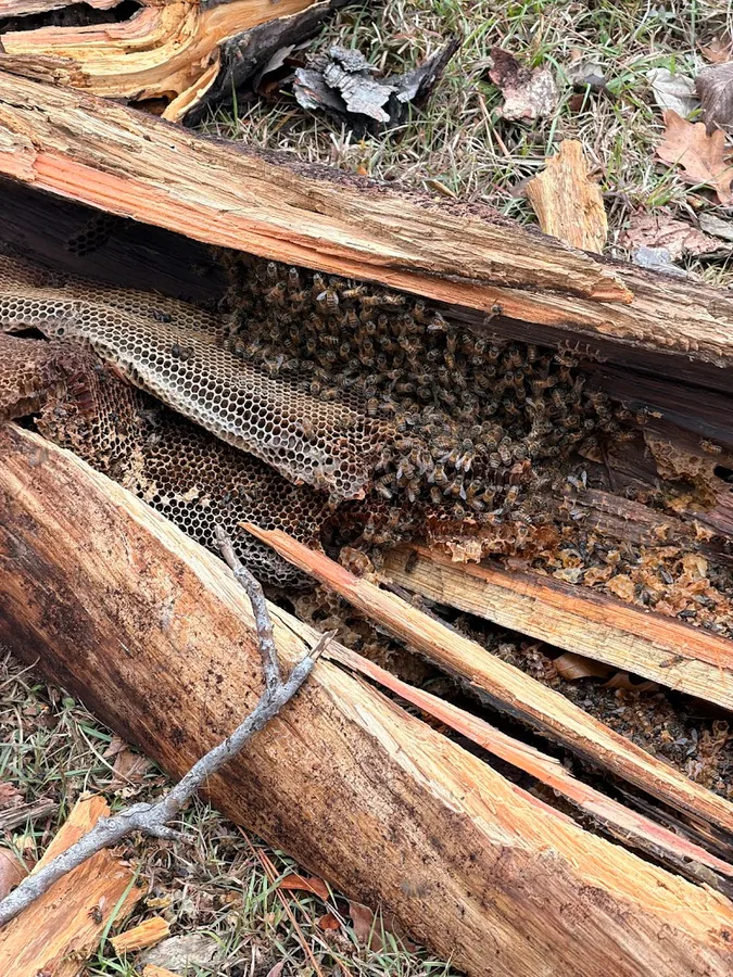 Budget Bee in Katy, TX — business photo 4