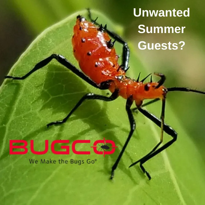 BUGCO Pest Control in Richmond, TX — business photo 5