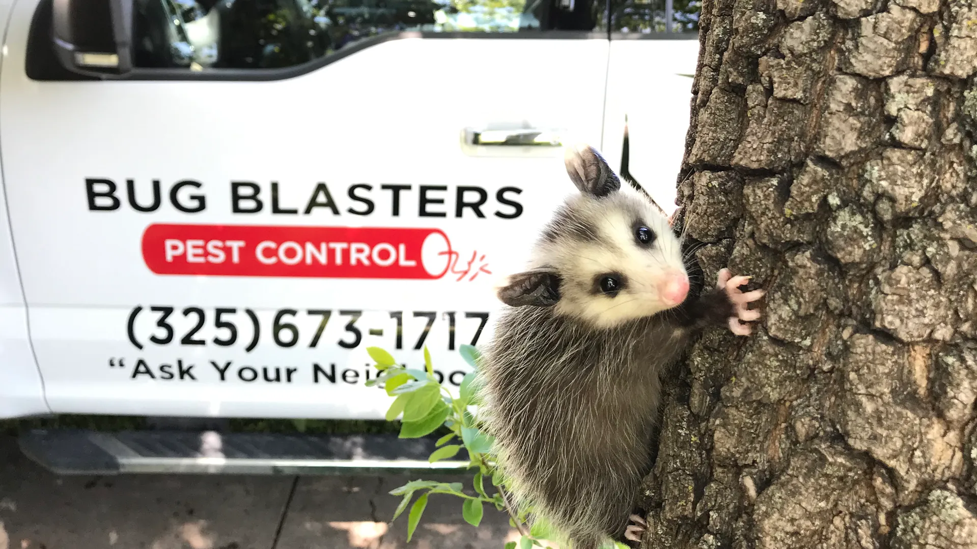 Bug Blasters Pest Control in Abilene, TX — business photo 2